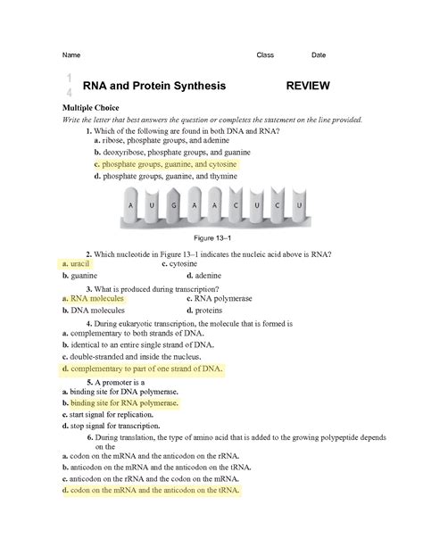 Rna And Protein Synthesis Answers Doc