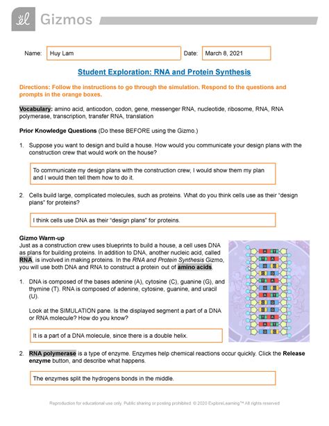 Rna And Protein Synthesis Gizmo Answers PDF