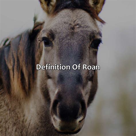 Roan Def: A Comprehensive Overview