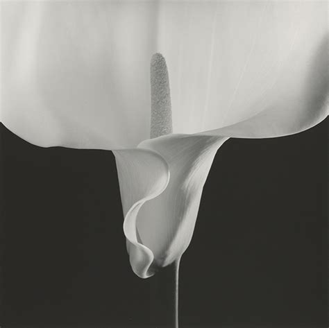 Robert Mapplethorpe Flowers