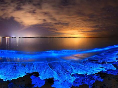 Rocks That Glow: Illuminate Your World with Bioluminescence