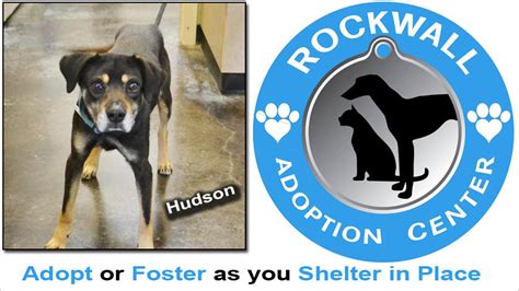 Rockwall TX Animal Shelter: A Haven for Rescued Animals