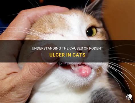 Rodent Ulcers in Cats: 7 Critical Facts & the #1 Treatment