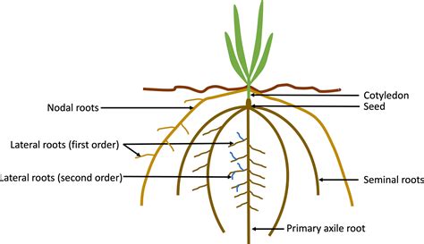 Root Development: