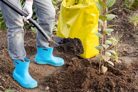 Root Fertilizer for Trees: The Key to a Healthy, Long-Lasting Landscape