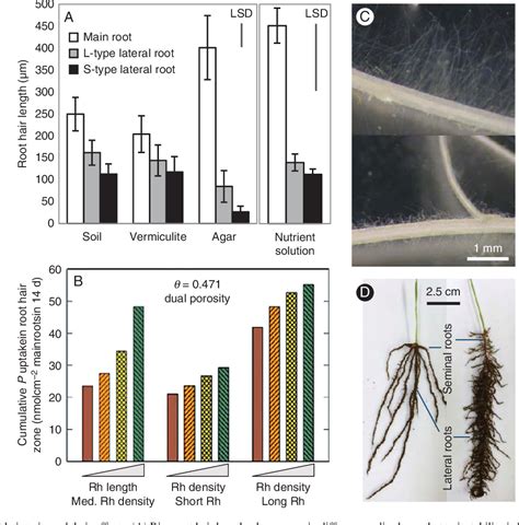 Root Hairs 1 Ed. 08 Kindle Editon