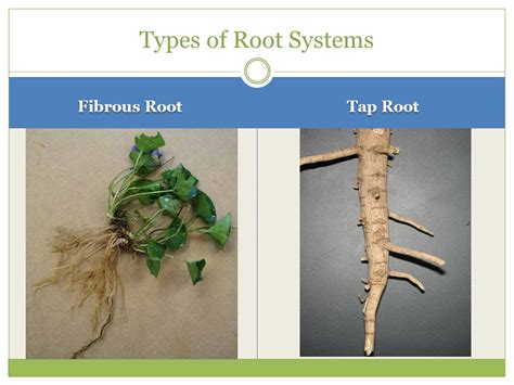 Rootpooty: A Comprehensive Guide to Unlocking Its Potential