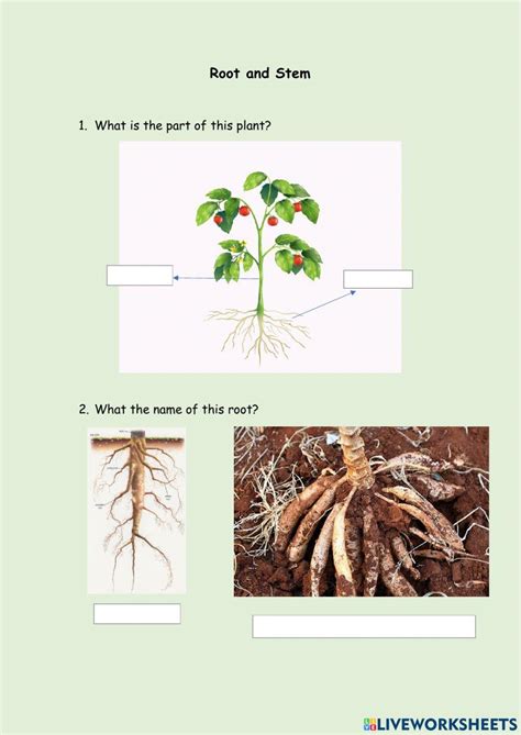 Roots Stems And Leaves Test Answers Reader