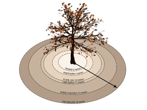 Roots and Influences: The Common Ground