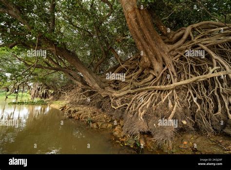 Roots of Brazil Doc