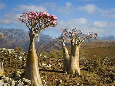 Rosa do Deserto Grande