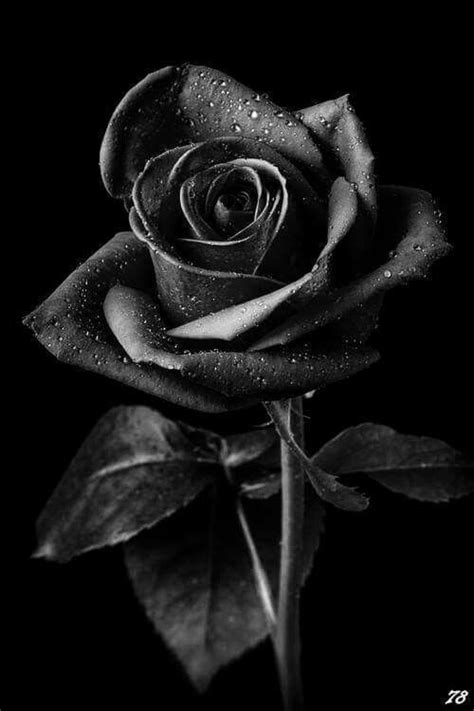 Rosa negra Black Rose Spanish Edition Doc