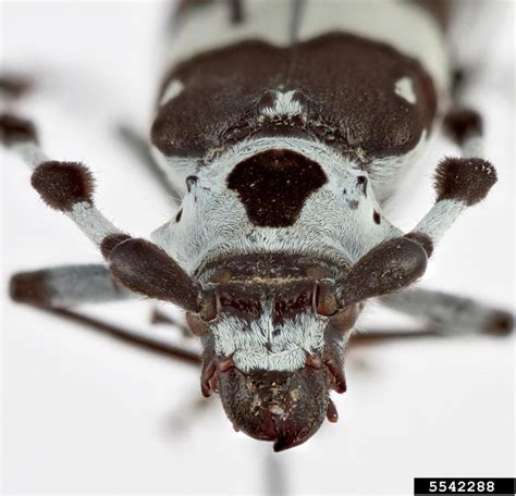 Rosalia Funebris: The Fascinating World of the Funeral Flower Beetle