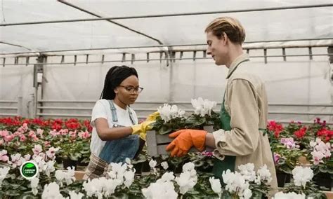 Rosas Marsalas: Um Guia Completo para Cultivo, Cuidados e Apreciação