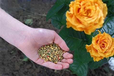 Rose Bush Fertilizer: 12 Essential Nutrients for Thriving Blooms