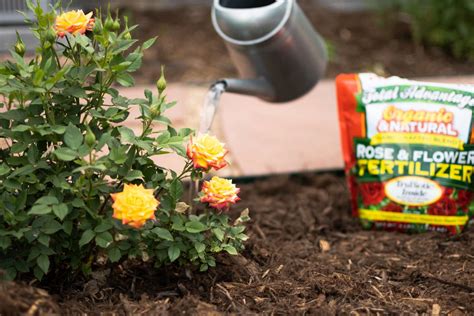 Rose Bush Fertilizer: A Comprehensive Guide to Nourishing Your Roses for Optimal Bloom