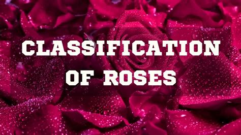 Rose Classification