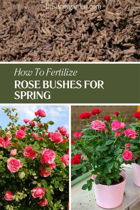 Rose Fertilizer: Your 101 Guide to Feeding Your Roses