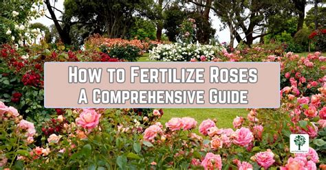 Rose Fertilizer Ratio: A Comprehensive Guide to Nourishing Your Blooms