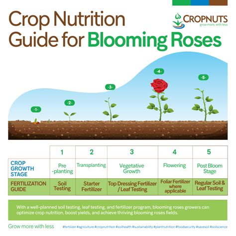 Rose Fertilizer Ratio: The Ultimate Guide to Blooming Beauties