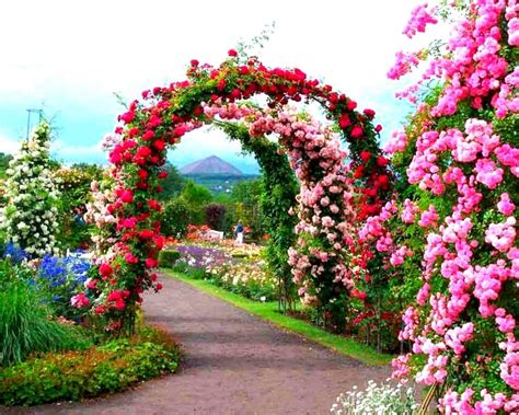 Rose Garden: