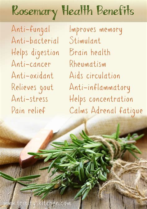 Rosemary: A Culinary and Medicinal Herb with Profound Benefits