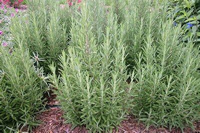 Rosemary and its Cultivation in India Epub