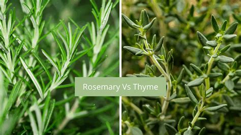 Rosemary vs Thyme: The Ultimate Guide to Two Culinary Herbs