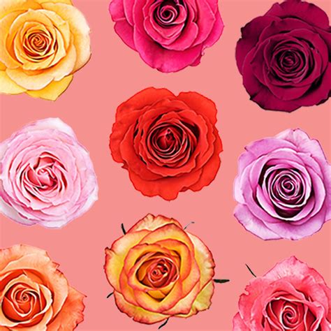 Roses in Color Epub