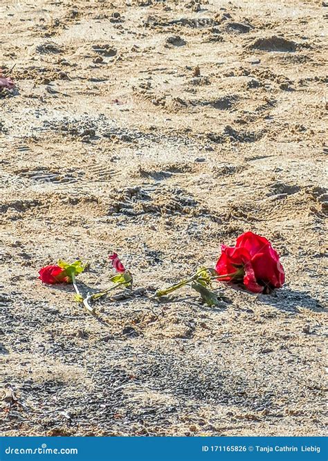 Roses in the Sand Reader