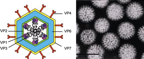 Rotaviruses PDF