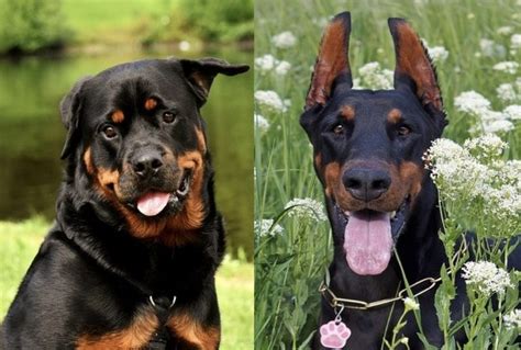 Rottweiler Doberman Pinscher: A Comprehensive Guide to Two Iconic Dog Breeds