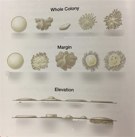 Rounded Morphology: