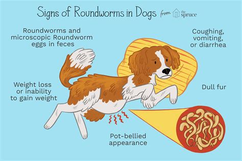 Roundworm Treatment for Dogs: A Comprehensive Guide