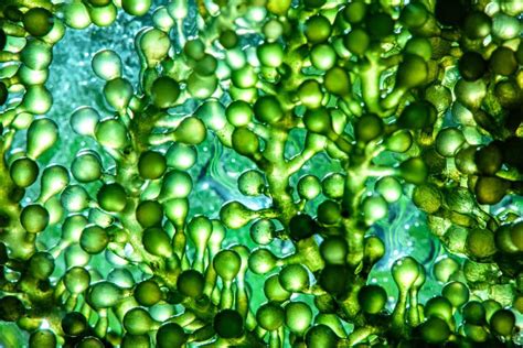 Rozenmarine: Unlocking the Potential of Marine Microalgae for Sustainable Solutions