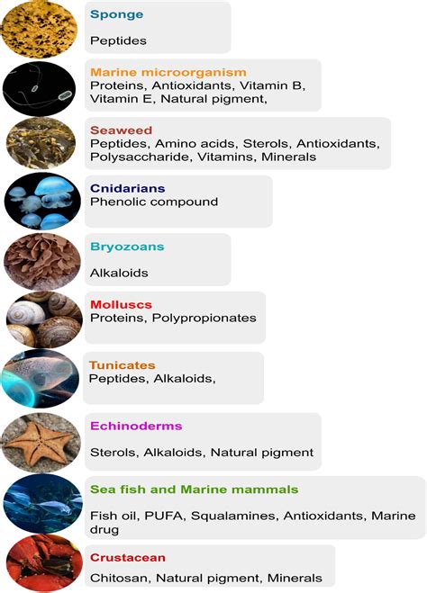 Rozenmarine: Unveiling the Potential of a Novel Bioactive Compound