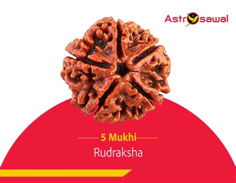 Rudraksha: The Sacred Seed of Empowerment