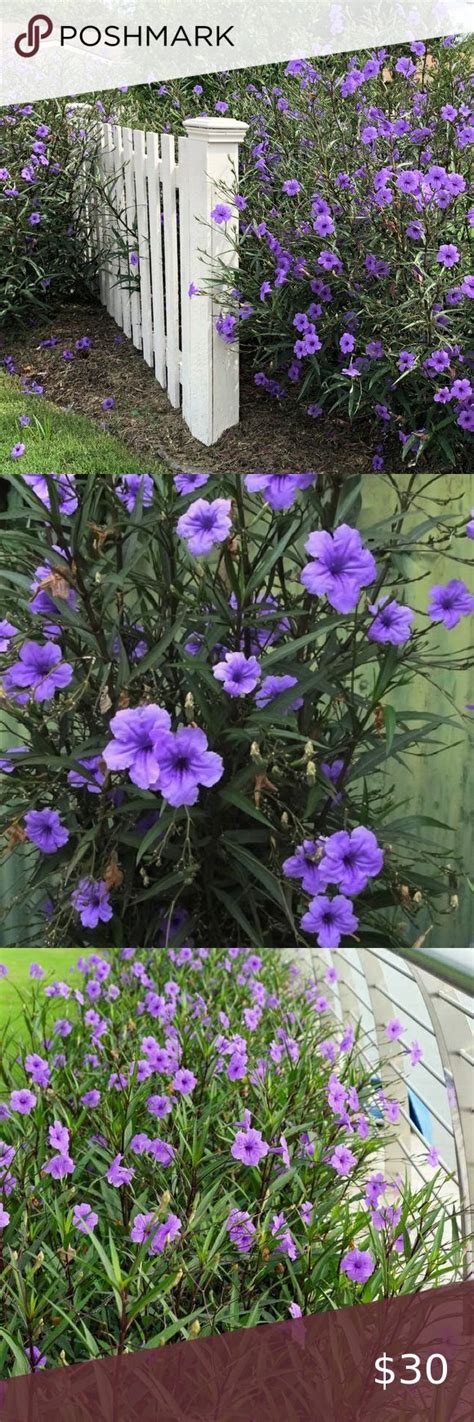 Ruellia Tuberosa: A Comprehensive Guide to the Hardy Mexican Petunia