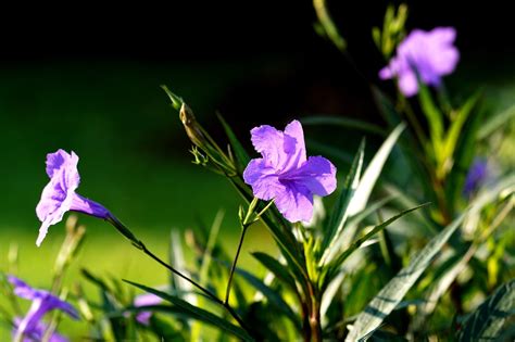 Ruellia Tuberosa: A Comprehensive Guide to the Underground Gem