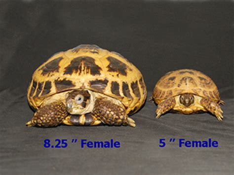 Russian Tortoise Size Chart