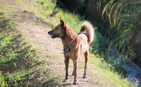 Ryukyu Inu: The Ascendancy of a Canine Crypto Colossus