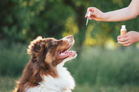 SPH-001T-P0.5C: The Revolutionary Anti-Deworming Technology That's Transforming Pet Care