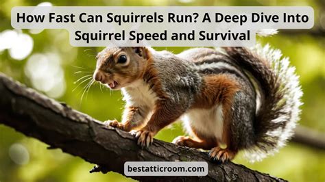 SQUIRREL S RUN Kindle Editon