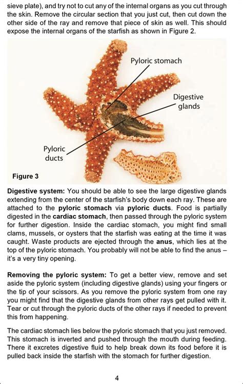 STARFISH DISSECTION GUIDE Ebook PDF