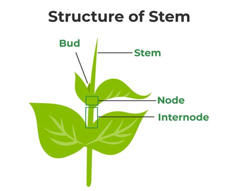 STEM: