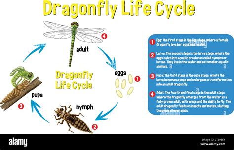 STUDY GUIDE BIOLOGY DRAGONFLY Ebook Epub