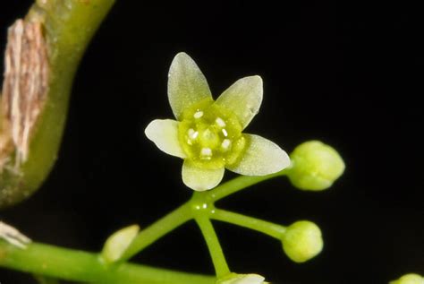 Sabiaceae to Cornaceae PDF