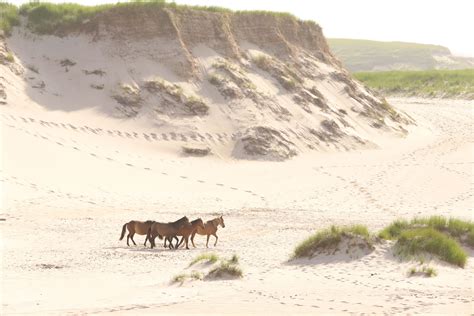 Sable Island: A Remote Haven for Wildlife and Lost Sailors