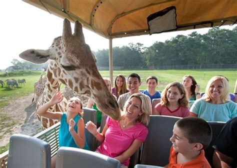 Safari New Jersey: An Unforgettable Wildlife Adventure