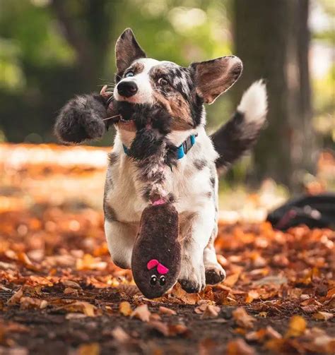 Safe Chew Toys for Dogs: A Comprehensive Guide to Keep Your Furry Friend Safe